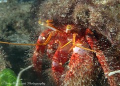 Dardanus crassimanus