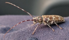 Monochamus obtusus