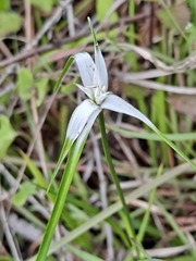 Rhynchospora latifolia