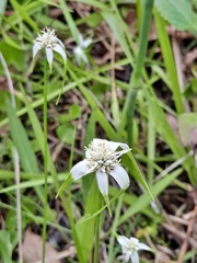 Rhynchospora latifolia