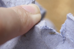 Oxyethira flavicornis