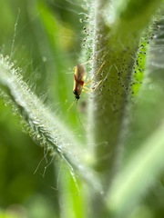 Tupiocoris californicus