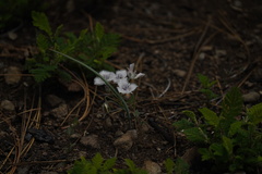 Calochortus coeruleus