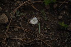 Calochortus coeruleus