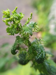 Aphis urticata