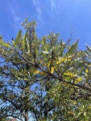 Lyonothamnus floribundus
