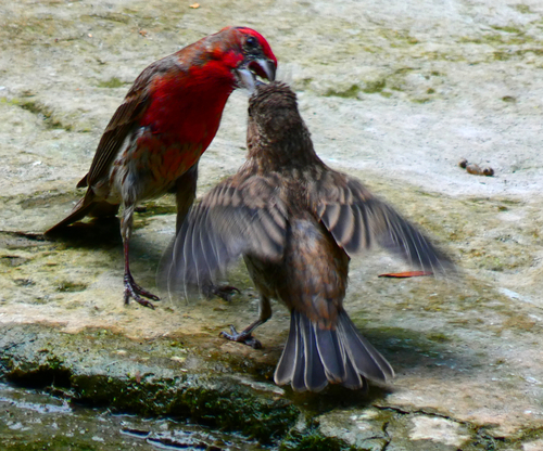 Camachuelo mexicano (Haemorhous mexicanus)