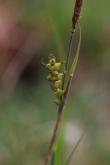 Carex hostiana