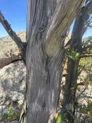 Lyonothamnus floribundus