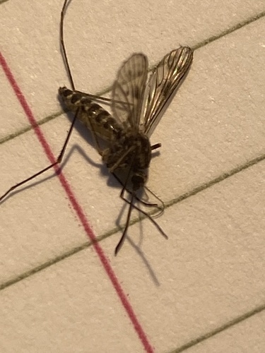 Cold Weather Mosquito photo 5