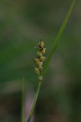 Carex hostiana