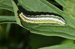 Euchalcia variabilis