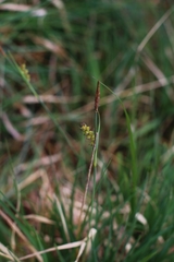 Carex hostiana