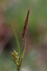 Carex hostiana