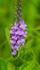 Verbena Family - Photo (c) thesnaguy, some rights reserved (CC BY-NC-SA), uploaded by thesnaguy
