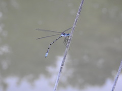 Lestes sigma