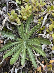 Cirsium hookerianum