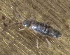 Seira bipunctata