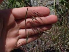 Bromus