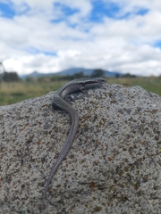 Plestiodon brevirostris