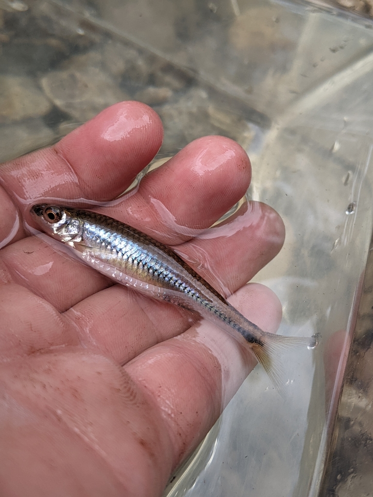 Mimic shiner (Notropis volucellus) — Cyprinidae