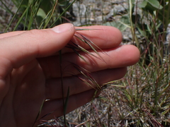 Bromus