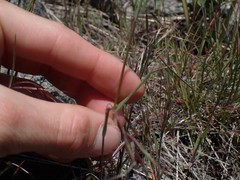 Bromus