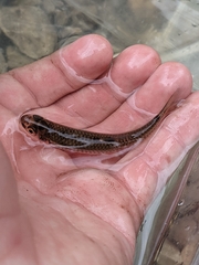 Notropis rupestris