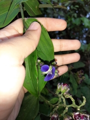 Dichorisandra hexandra