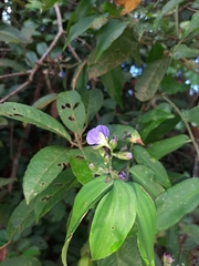 Dichorisandra hexandra