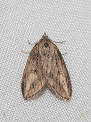Chesias isabella