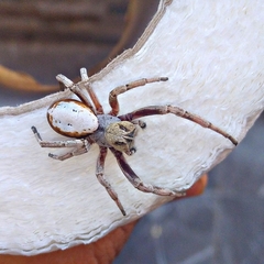 Stegodyphus lineatus