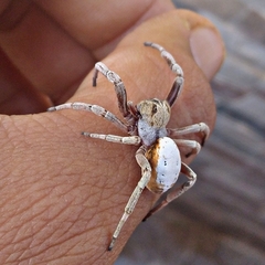 Stegodyphus lineatus