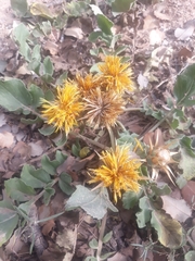 Centaurea