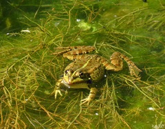 Pelophylax perezi
