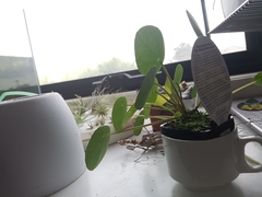 Pilea peperomioides