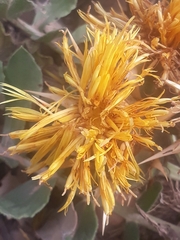 Centaurea