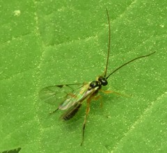 Tryphoninae