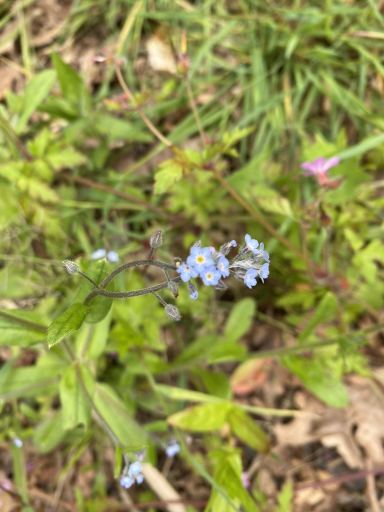 Field Forget-Me-Not, © rae96