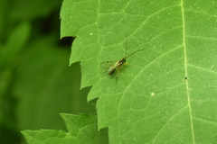 Tryphoninae