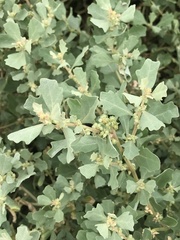 Atriplex muelleri