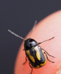 Cryptocephalus vittatus