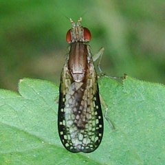 Trypetoptera canadensis