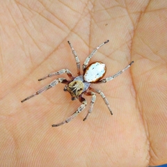 Stegodyphus lineatus