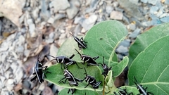 Taeniopoda tamaulipensis