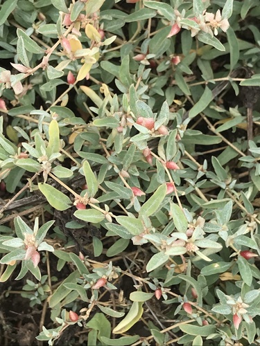 Atriplex semibaccata observed 2022-05-29