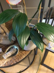 Rhaphidophora decursiva