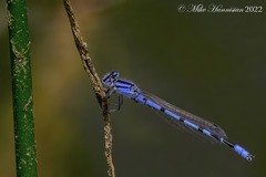 Enallagma doubledayi