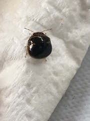 Coptosoma xanthogramma