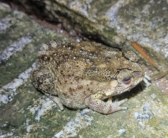 Duttaphrynus melanostictus